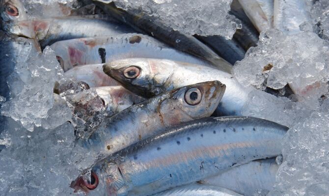 sardines-1106191_1920
